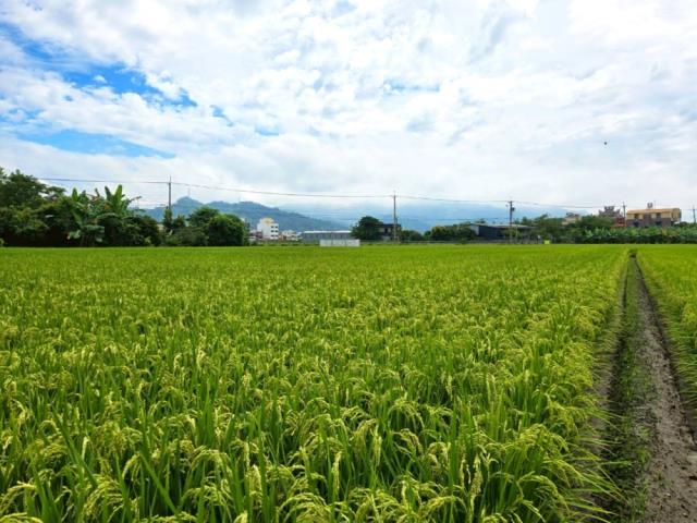 南投農地-6
