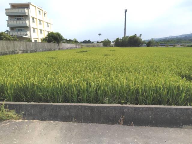 南投草屯農地-4