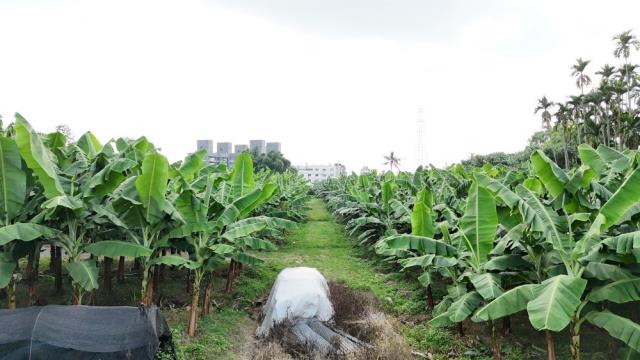 草屯農地-2